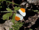 Aurorafjäril (Anthocharis cardamines)male