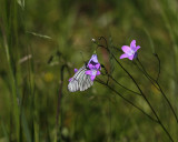 Hagtornsfjäril (Aporia crataegi)