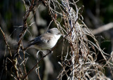 Lesser whitethroat
