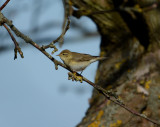 Willow warbler