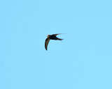 Common swift
