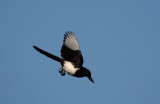 Common magpie