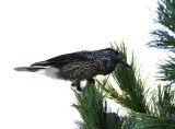 Spotted nutcracker