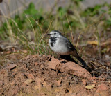 White wagtail Notice the right leg.