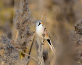 Bearded reedling