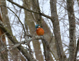 Common kingfisher