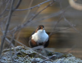 White-throated dipper