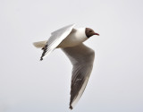 Black-headed gull