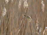 European reed warbler