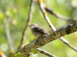 Spotted flycatcher