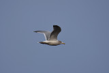 Herring gull