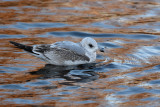 Mew gull