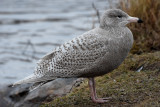 Glaucous gull
