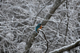 Common kingfisher
