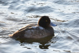 Greater scaup