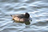 Tufted duck