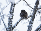 Northern hawk owl 