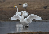 Tundra swan