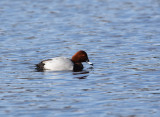 Commmon pochard