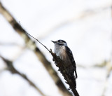 Lesser spotted woodpecker