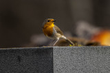 European robin
