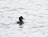 Red-necked grebe