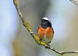 Common redstart