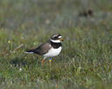 Great ringed plover