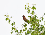 Scarlet rosefinch