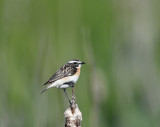 Whinchat