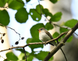 Red-breasted flycatcher