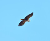 White-tailed eagle