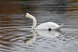Mute swan