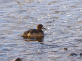 Tufted duck