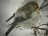 Artic redpoll (Cardeulis hornemanni)Dalarna