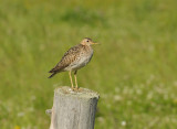 Upland Sandpiper_0209.jpg
