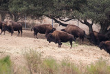 Bison, Oakland Zoo