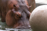 Hippos and Rhinos