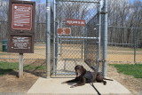Sasha at the Dog Park Gate (IMG_5470.JPG)