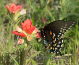 Paintbrush and Pipevine SwallowTail