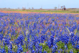 Pumping for Bluebonnets