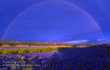 Earth Day 2014 - Bluebonnet Rainbow