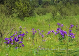 Bluebell Beauty in Field