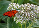 Gulf fritillary