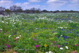 Wildflower Diversity