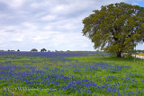 Bluebonnet Meadow Oak