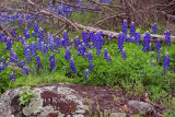 Rocky Road Bluebonnets