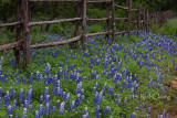 Bluebonnet Cedar Fence