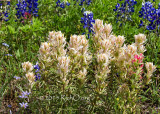 White Prairie Paintbrush