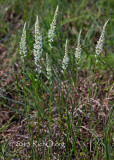 White Milk Wort Polygala alba